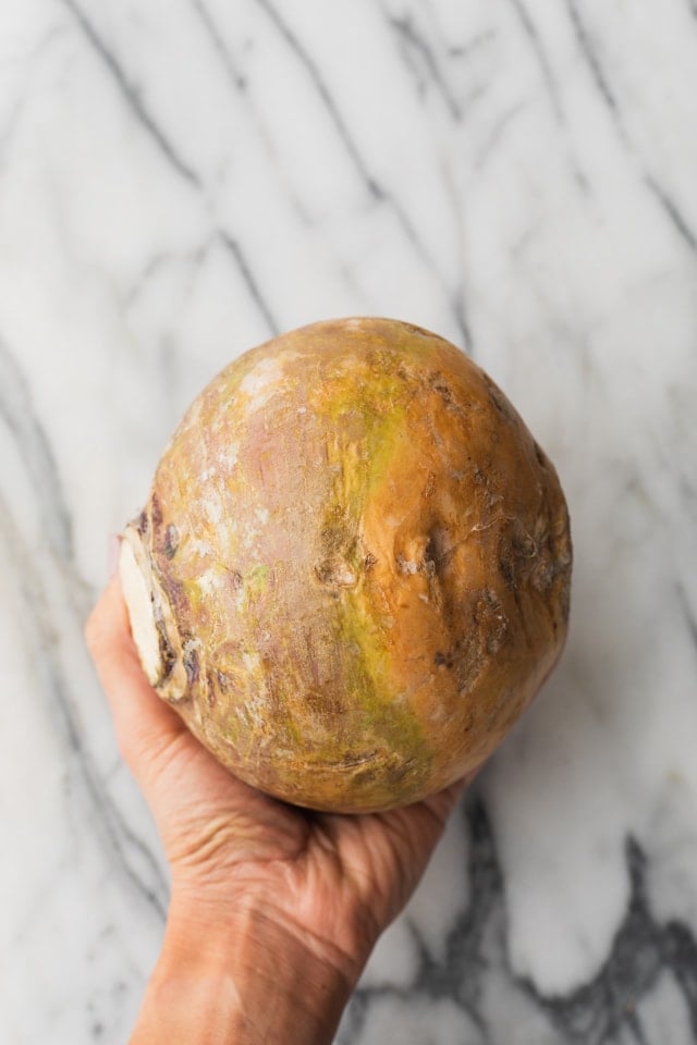 Hand holding rutabaga vegetable to show size