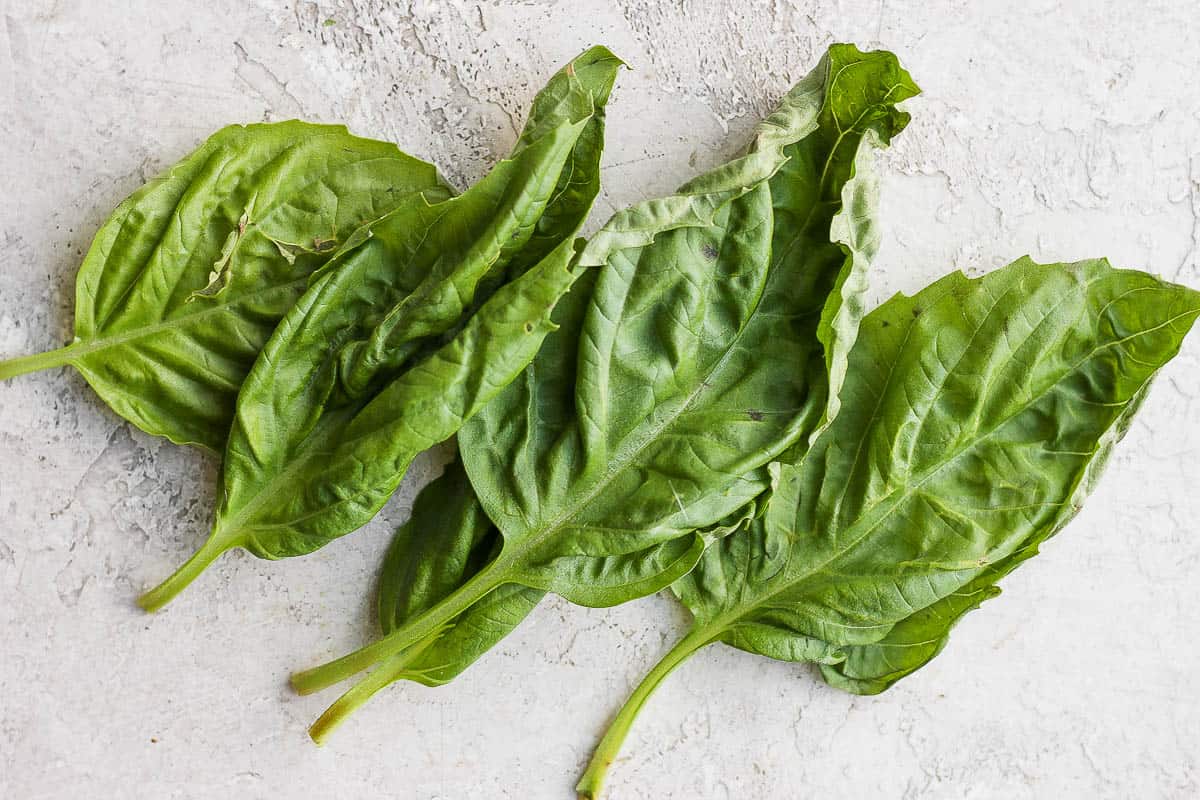 A few basil leaves on white background