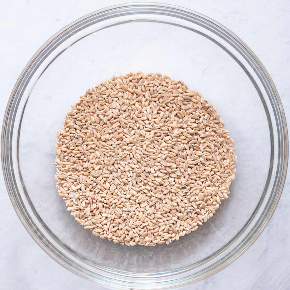 Uncooked farro in a large bowl.