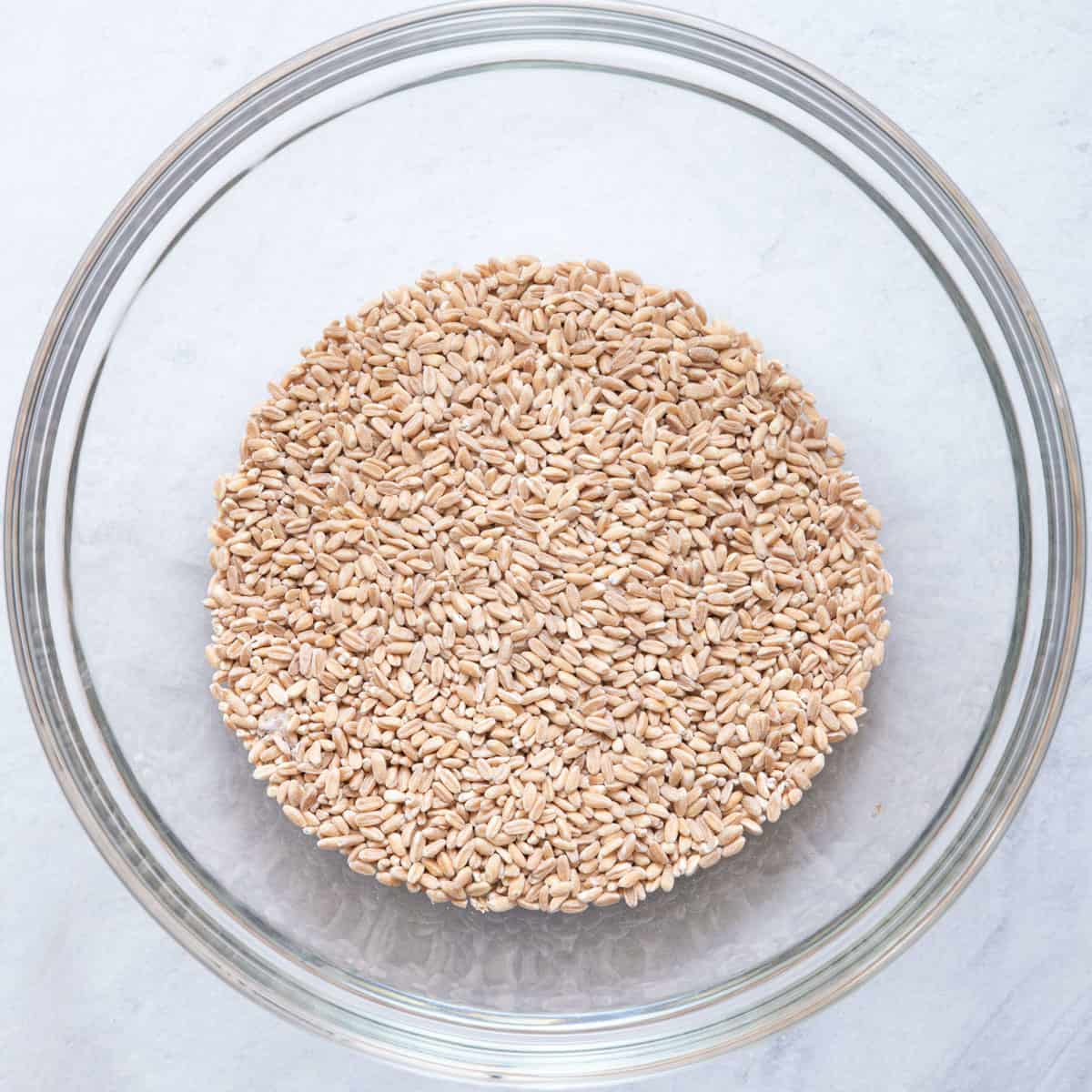 Uncooked farro in large glass bowl.