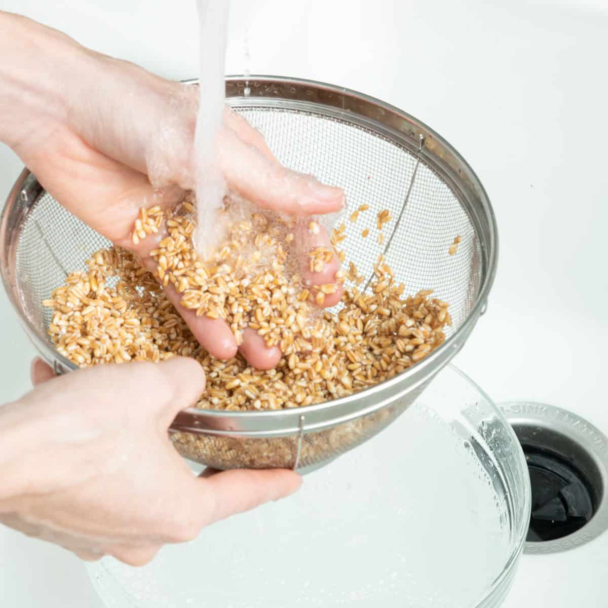 Swishing farro in fine mesh sieve with water running.