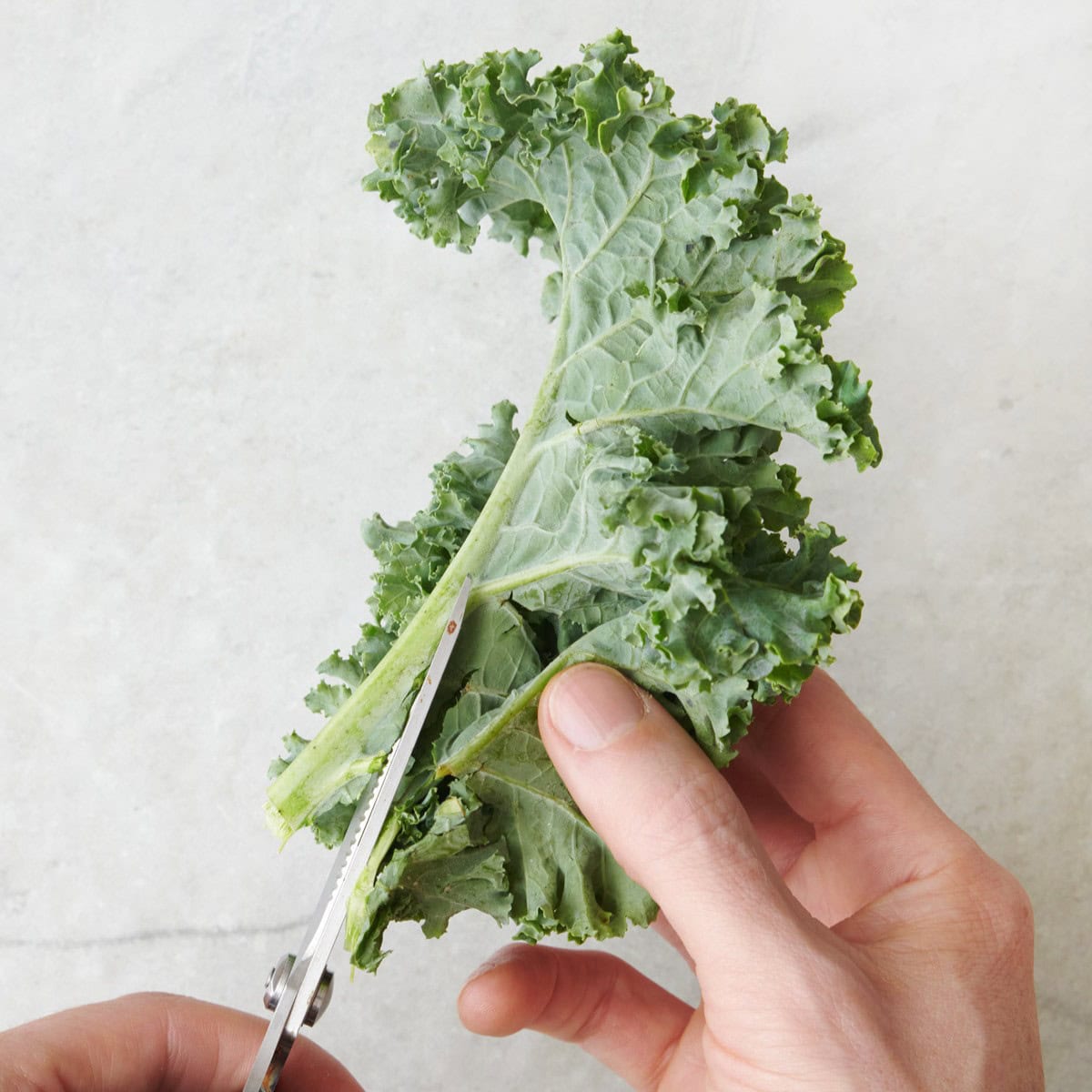 Hand holding a kale leaf using kitchen shears to cut out rib.