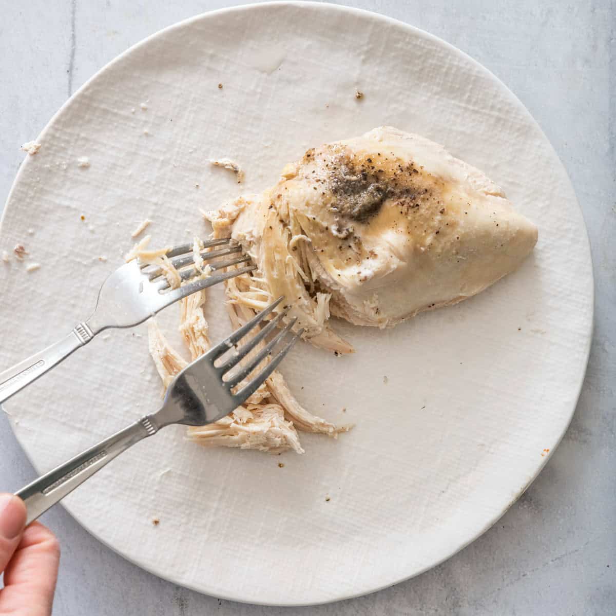 Chicken on a plate being shredded with two forks.